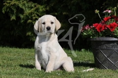 Retriever - Yellow Labrador