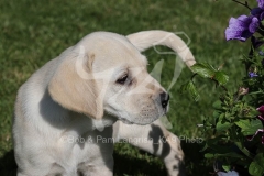 Retriever - Yellow Labrador