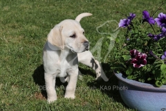 Retriever - Yellow Labrador
