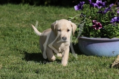 Retriever - Yellow Labrador