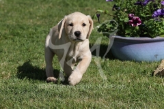 Retriever - Yellow Labrador