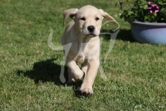 Retriever - Yellow Labrador