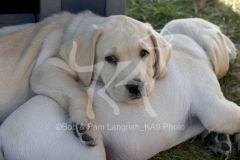 Retriever - Yellow Labrador