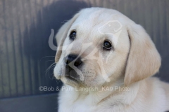 Retriever - Yellow Labrador