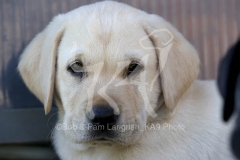 Retriever - Yellow Labrador