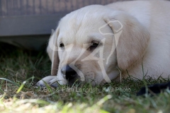 Retriever - Yellow Labrador