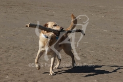 Retriever - Yellow Labrador