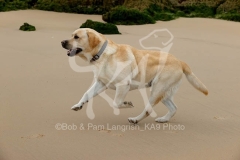 Retriever - Yellow Labrador