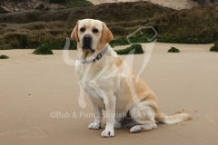 Retriever - Yellow Labrador