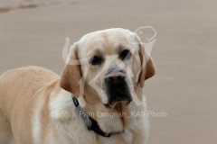 Retriever - Yellow Labrador