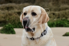 Retriever - Yellow Labrador