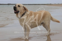 Retriever - Yellow Labrador