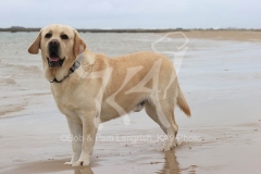 Retriever - Yellow Labrador