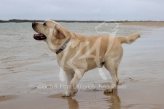 Retriever - Yellow Labrador