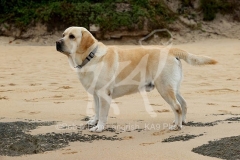 Retriever - Yellow Labrador