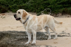 Retriever - Yellow Labrador