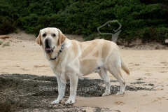 Retriever - Yellow Labrador