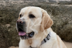 Retriever - Yellow Labrador