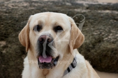 Retriever - Yellow Labrador