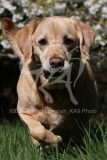 Retriever - Yellow Labrador
