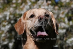 Retriever - Yellow Labrador