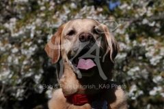 Retriever - Yellow Labrador