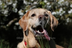 Retriever - Yellow Labrador