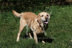 Retriever - Yellow Labrador