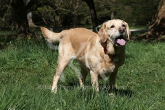 Retriever - Yellow Labrador