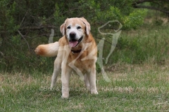 Retriever - Yellow Labrador