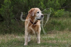 Retriever - Yellow Labrador