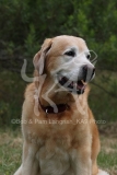 Retriever - Yellow Labrador