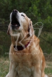 Retriever - Yellow Labrador