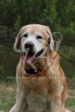 Retriever - Yellow Labrador
