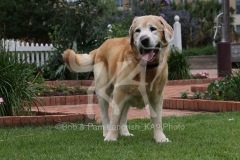 Retriever - Yellow Labrador