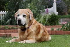 Retriever - Yellow Labrador