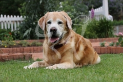 Retriever - Yellow Labrador