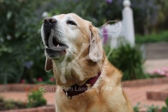 Retriever - Yellow Labrador