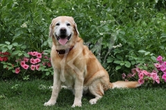 Retriever - Yellow Labrador