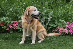 Retriever - Yellow Labrador