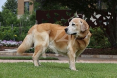 Retriever - Yellow Labrador