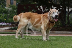 Retriever - Yellow Labrador