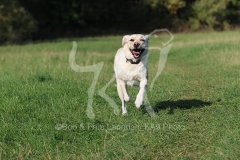 Retriever - Yellow Labrador