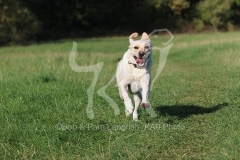 Retriever - Yellow Labrador