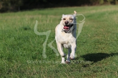 Retriever - Yellow Labrador