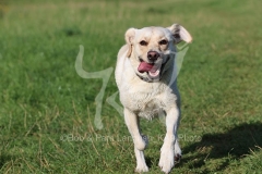 Retriever - Yellow Labrador