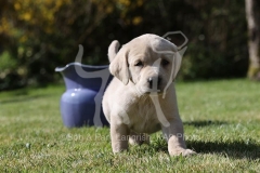 Retriever - Yellow Labrador