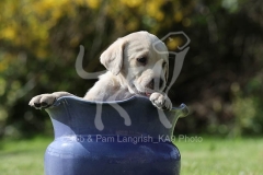 Retriever - Yellow Labrador