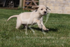 Retriever - Yellow Labrador