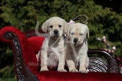 Retriever - Yellow Labrador